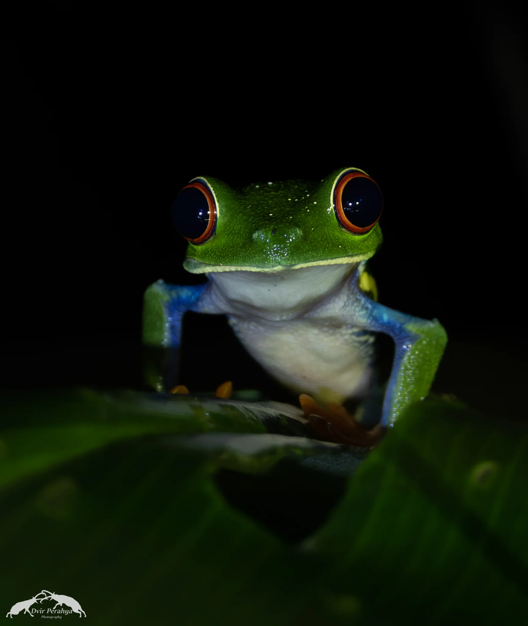 Red-eyed tree frog, Arenal